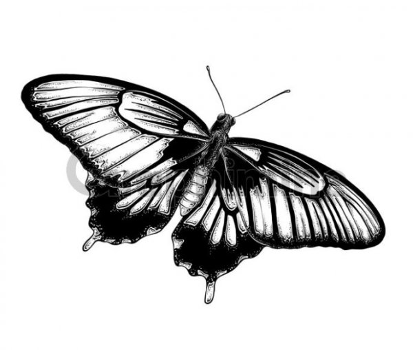  عکس پروانه برای چاپ سیاه سفید