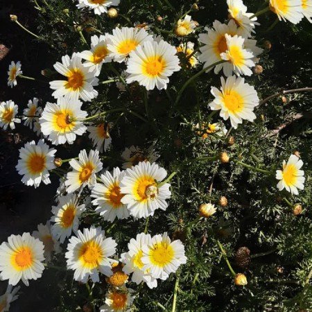  عکس مینیمال گل