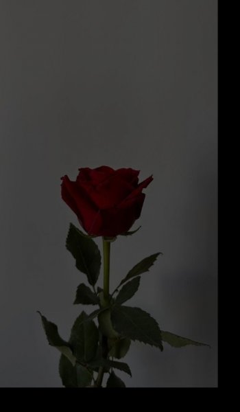  عکس مینیمال گل