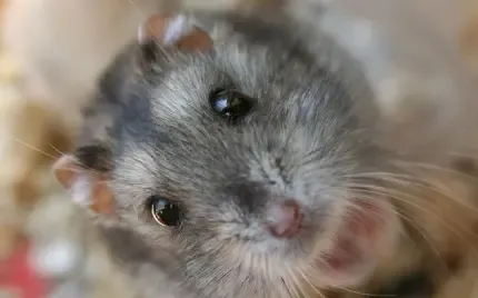  عکس خاکستری فانتزی