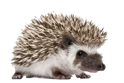 عکس مینیمال جوجه