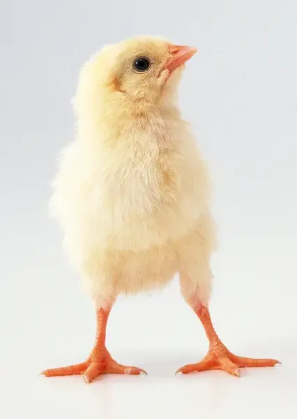  عکس جوجه برای پروفایل