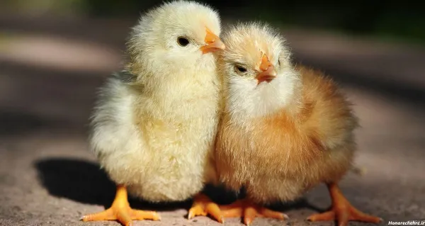  عکس جوجه فانتزی برای پروفایل