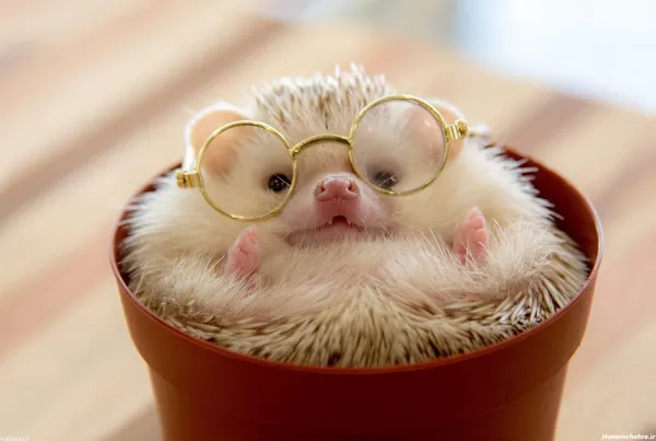  عکس جوجه فانتزی برای پروفایل