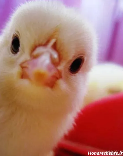  عکس جوجه فانتزی برای پروفایل