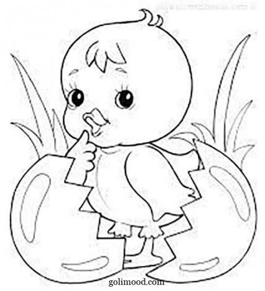  عکس جوجه کیوت