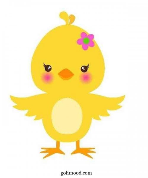  عکس جوجه کیوت