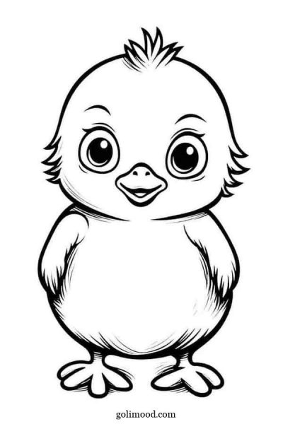  عکس جوجه کیوت