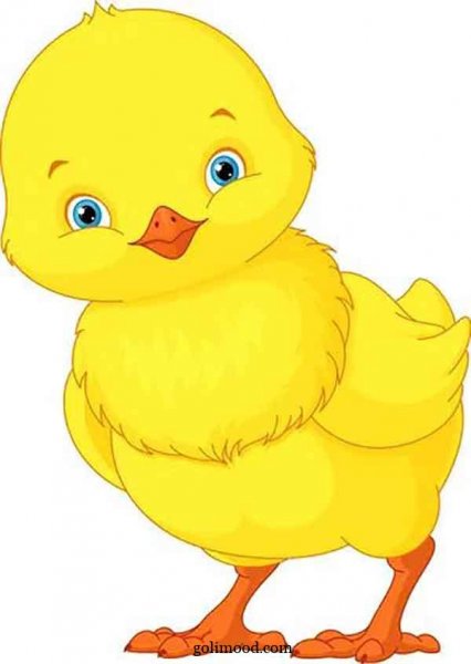  عکس جوجه کیوت