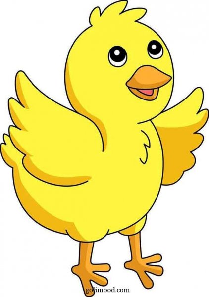  عکس جوجه کیوت