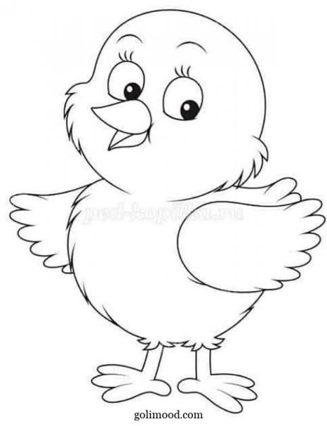  عکس جوجه کیوت