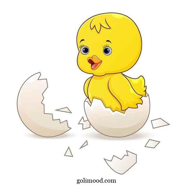  عکس جوجه کیوت