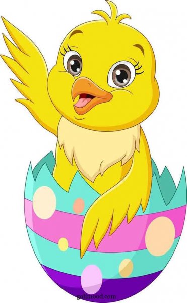  عکس جوجه کیوت