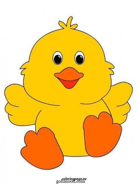  عکس جوجه کیوت