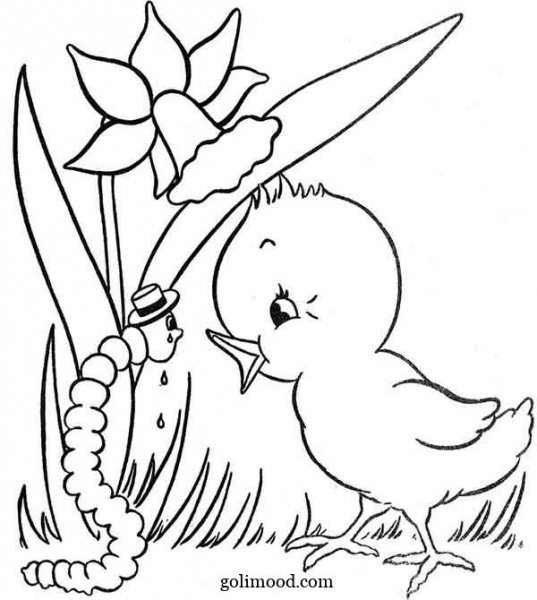  عکس جوجه کیوت