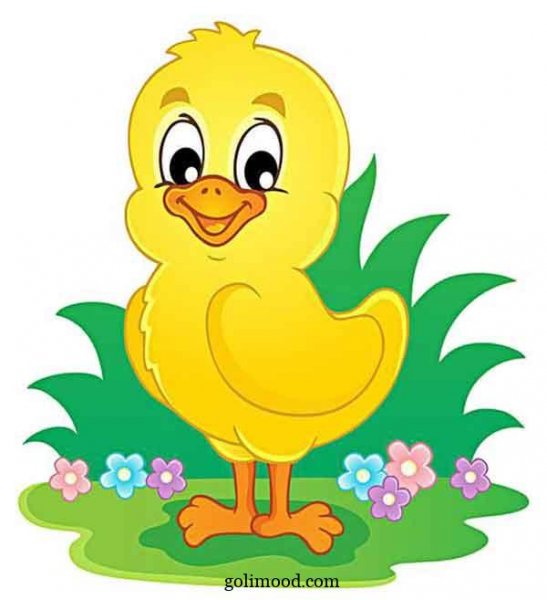  عکس جوجه کیوت