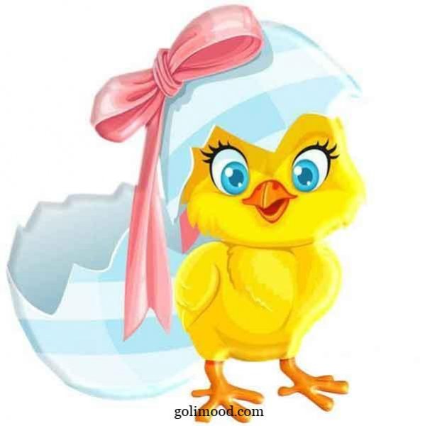  عکس جوجه کیوت