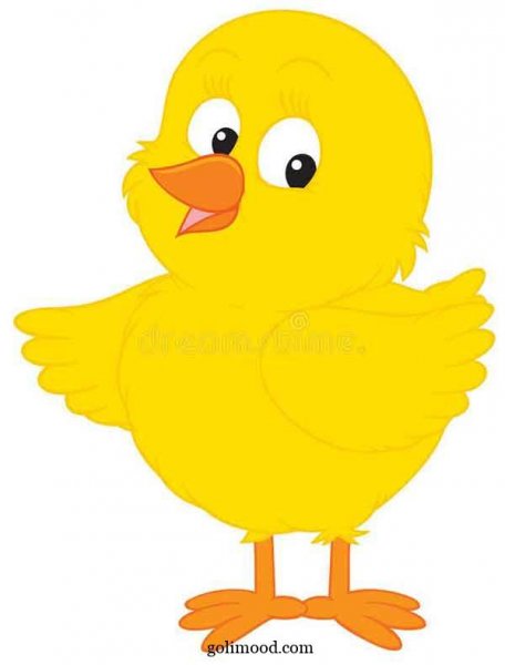  عکس جوجه کیوت