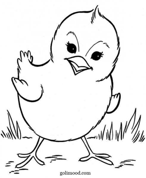  عکس جوجه کیوت