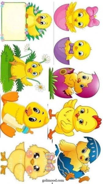  عکس جوجه کیوت