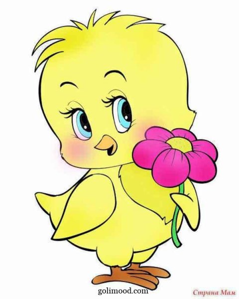  عکس جوجه کیوت