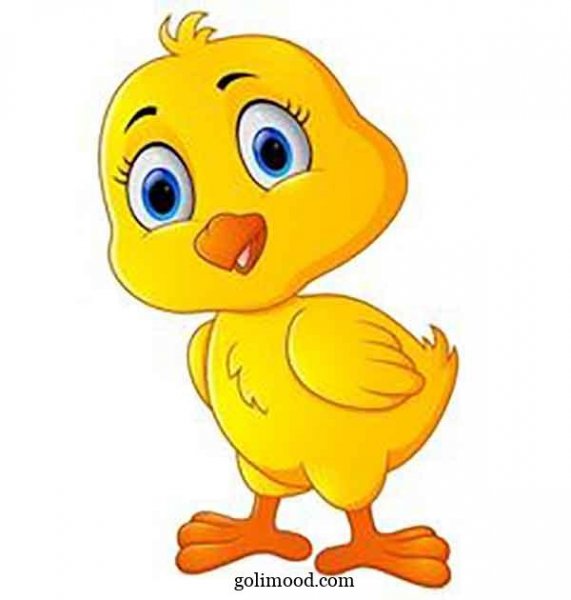  عکس جوجه کیوت