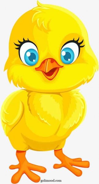  عکس جوجه کیوت