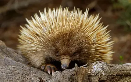  عکس جوجه غمگین