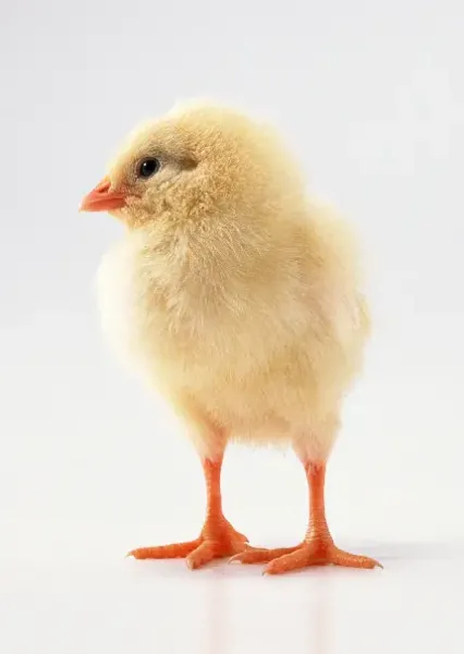  عکس جوجه غمگین