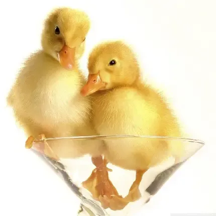  عکس جوجه غمگین