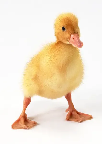  عکس جوجه غمگین