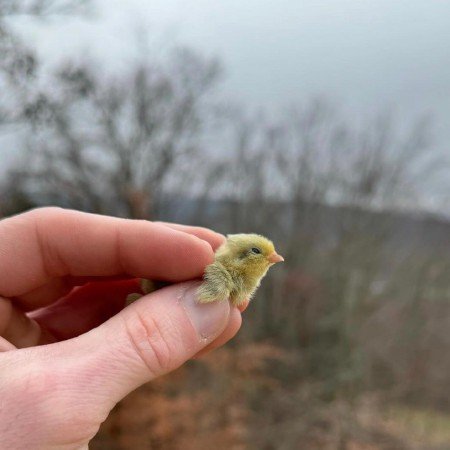  عکس جوجو برای پروفایل