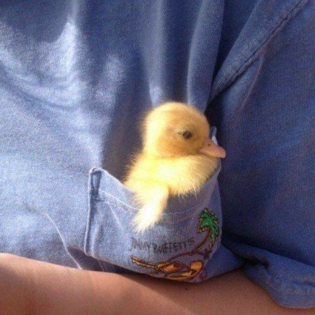  عکس جوجو برای پروفایل