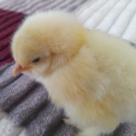  عکس جوجو برای پروفایل