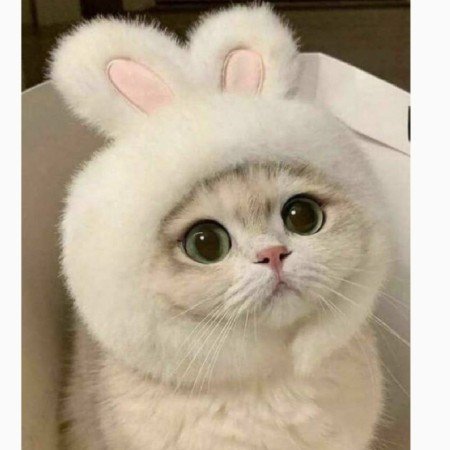  عکس جوجو برای پروفایل