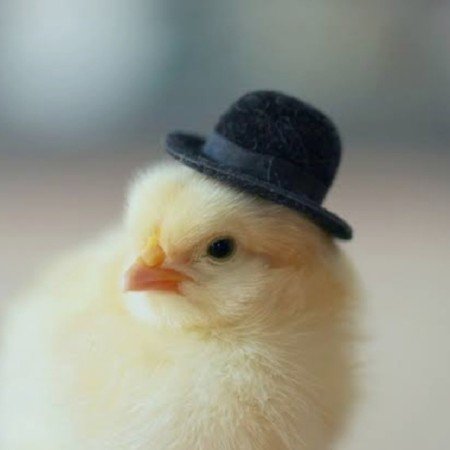  عکس جوجو برای پروفایل