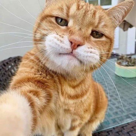  عکس جوجو برای پروفایل