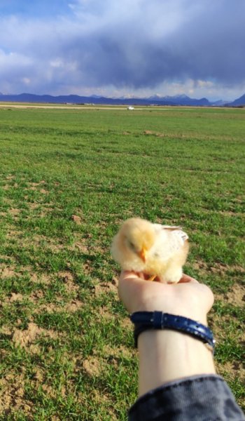  عکس جوجو برای پروفایل