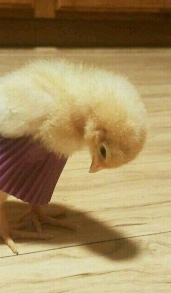  عکس جوجه کیوت کارتونی