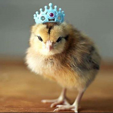  عکس جوجه کیوت کارتونی