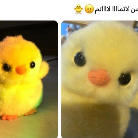  عکس جوجه کیوت کارتونی