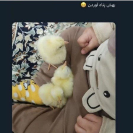  عکس جوجه برای پروفایل کیوت