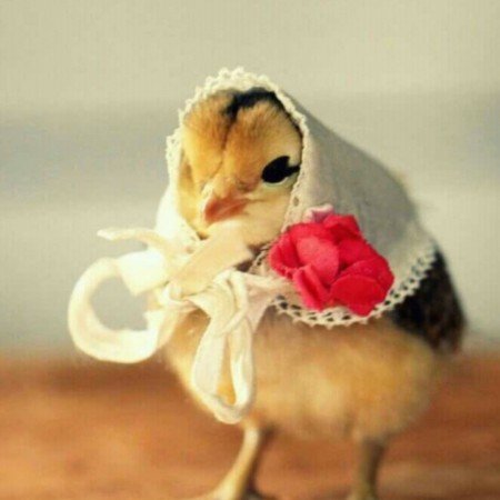  عکس جوجه برای پروفایل کیوت