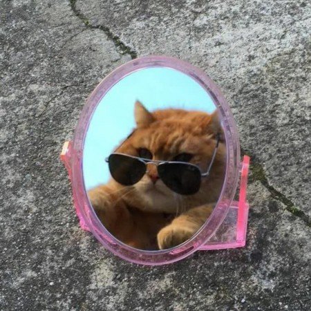  عکس جوجه برای پروفایل کیوت