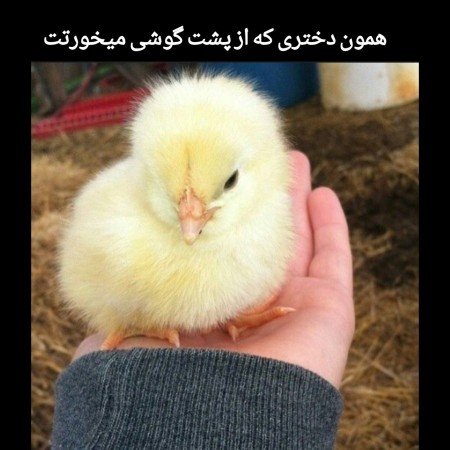  عکس جوجه برای پروفایل کیوت