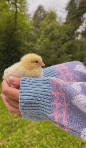  عکس جوجه برای پروفایل کیوت