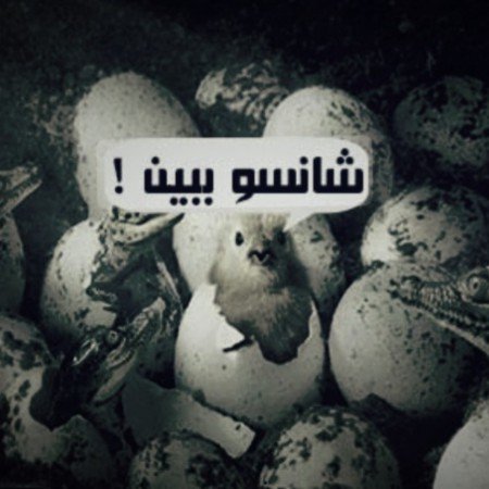  عکس جوجه برای پروفایل کیوت