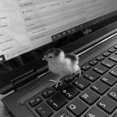  عکس جوجه برای پروفایل کیوت