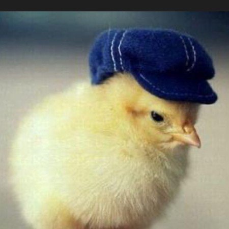  عکس جوجه برای پروفایل کیوت