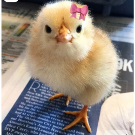  عکس جوجه برای پروفایل کیوت